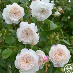 The Albrighton Rambler®><noscript><img width=