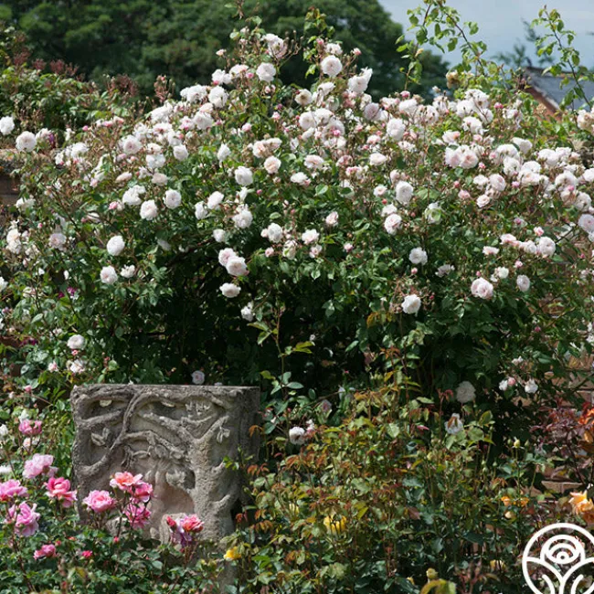 The Albrighton Rambler®>Heirloom Roses Sale