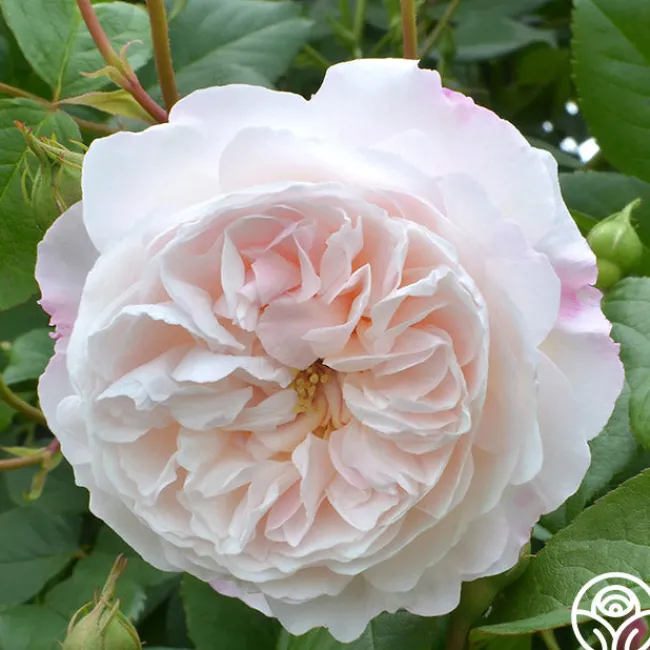 The Albrighton Rambler®>Heirloom Roses Sale