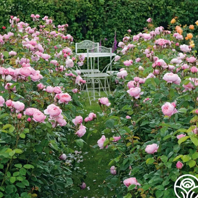 The Alnwick Rose®>Heirloom Roses Outlet