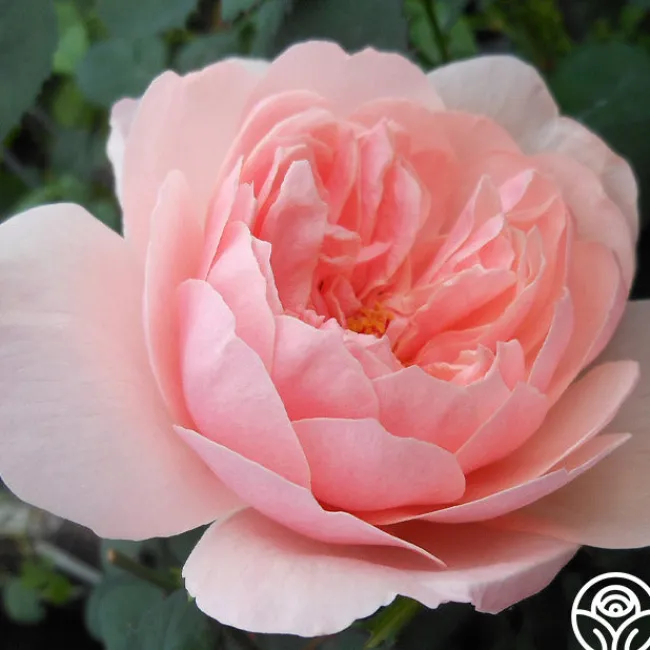 The Alnwick Rose®>Heirloom Roses Outlet
