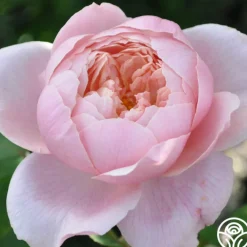 The Alnwick Rose®><noscript><img width=