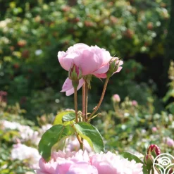 The Alnwick Rose®><noscript><img width=
