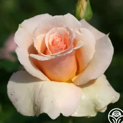 The English Lady™>Heirloom Roses Hot