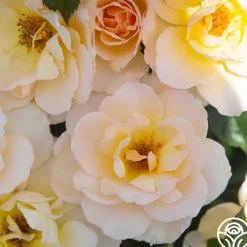 The English Lady™><noscript><img width=