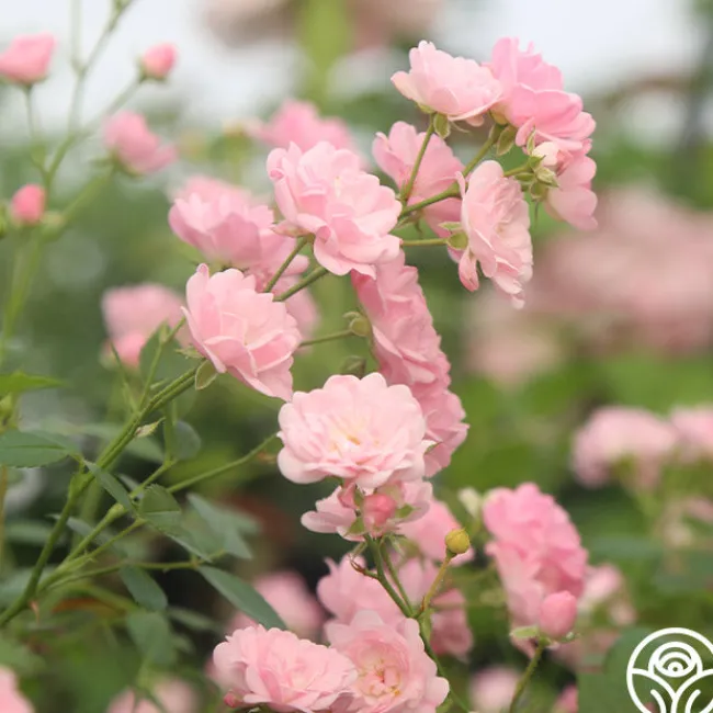 The Fairy>Heirloom Roses Hot