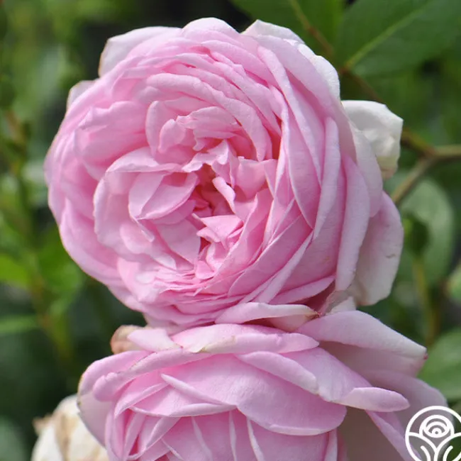 The Fairy>Heirloom Roses Hot