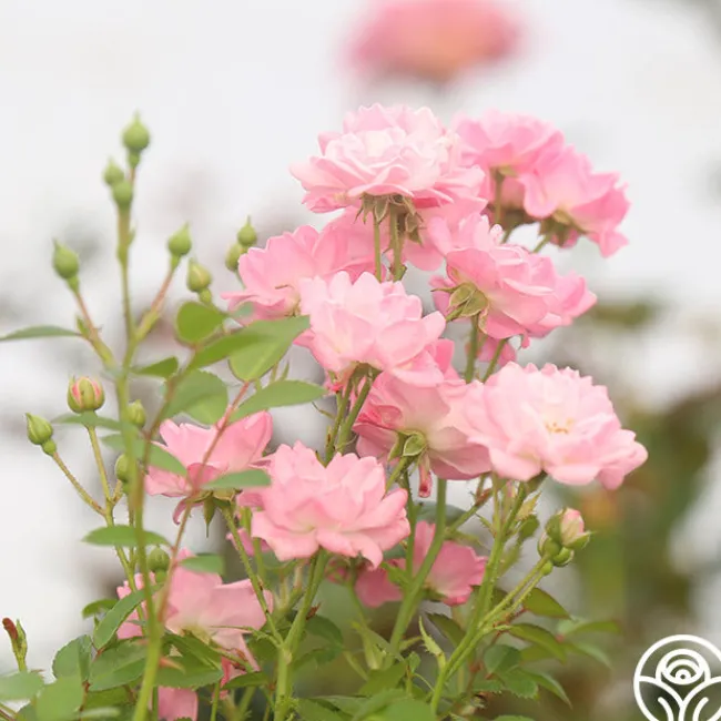 The Fairy>Heirloom Roses Hot