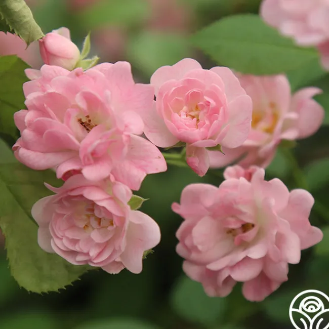 The Fairy>Heirloom Roses Hot