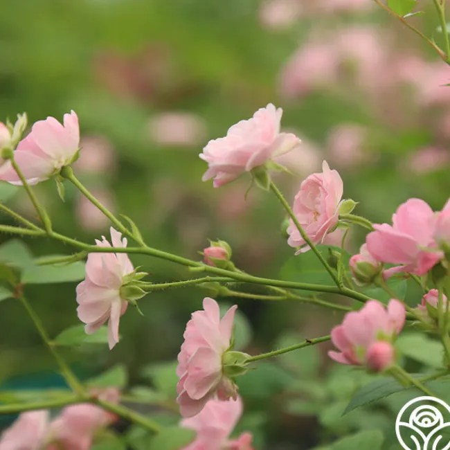 The Fairy>Heirloom Roses Hot