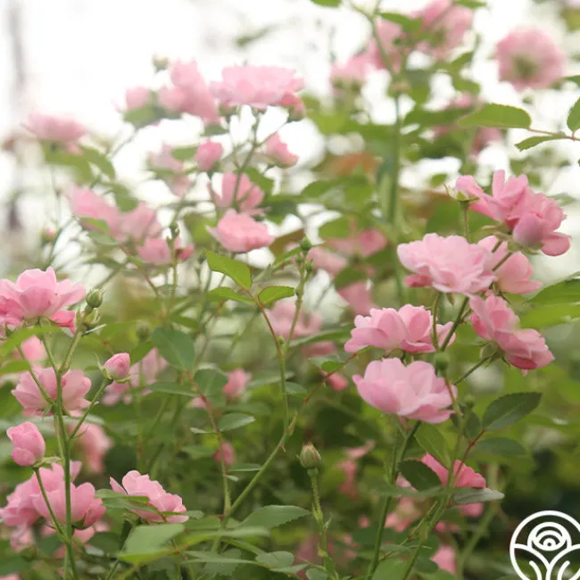 The Fairy>Heirloom Roses Hot