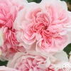 The Fawn™>Heirloom Roses Best