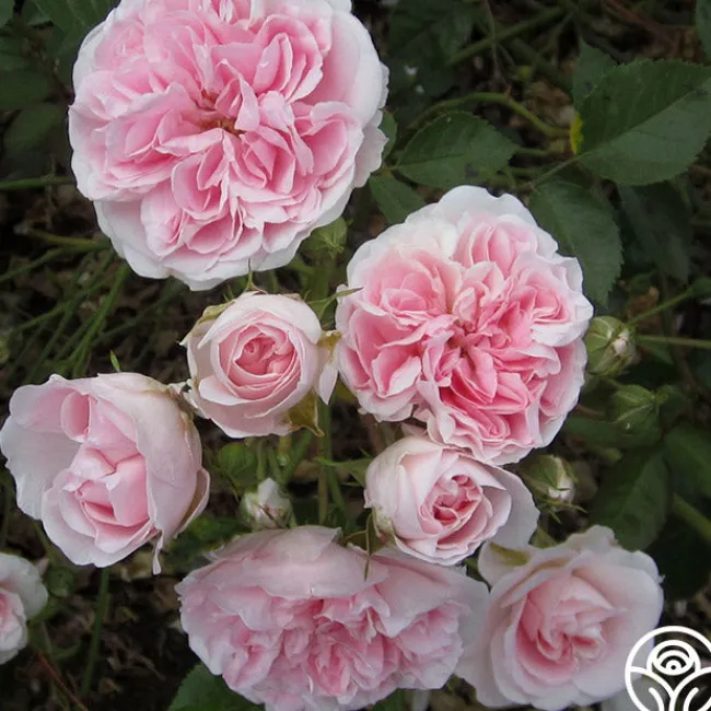 The Fawn™>Heirloom Roses Best