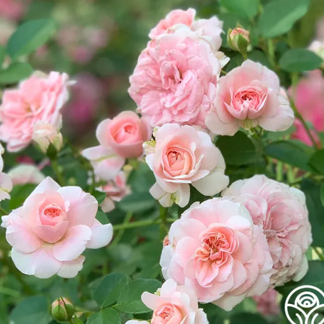The Fawn™>Heirloom Roses Best