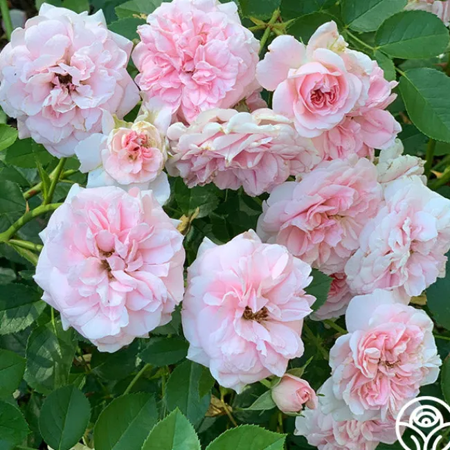 The Fawn™>Heirloom Roses Best