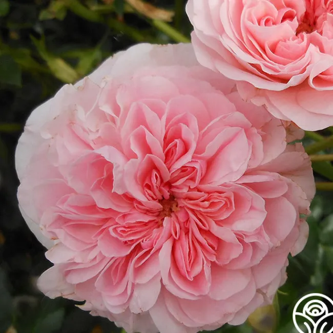 The Fawn™>Heirloom Roses Best
