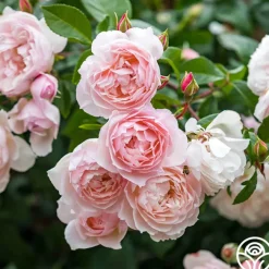 The Generous Gardener™>Heirloom Roses