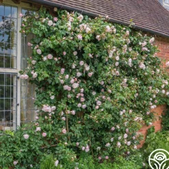 The Generous Gardener™>Heirloom Roses