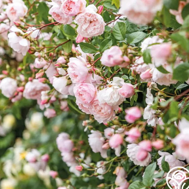 The Generous Gardener™>Heirloom Roses