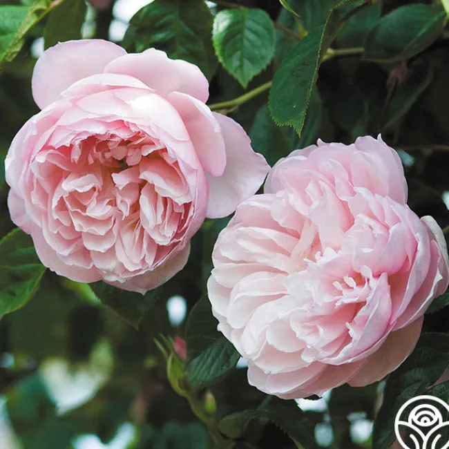 The Generous Gardener™>Heirloom Roses