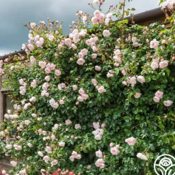 The Generous Gardener™><noscript><img width=