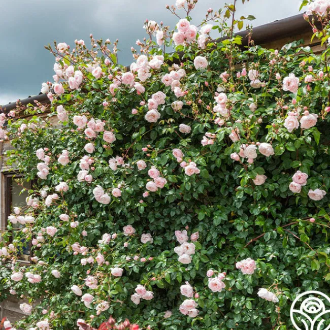 The Generous Gardener™>Heirloom Roses