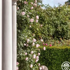 The Generous Gardener™><noscript><img width=