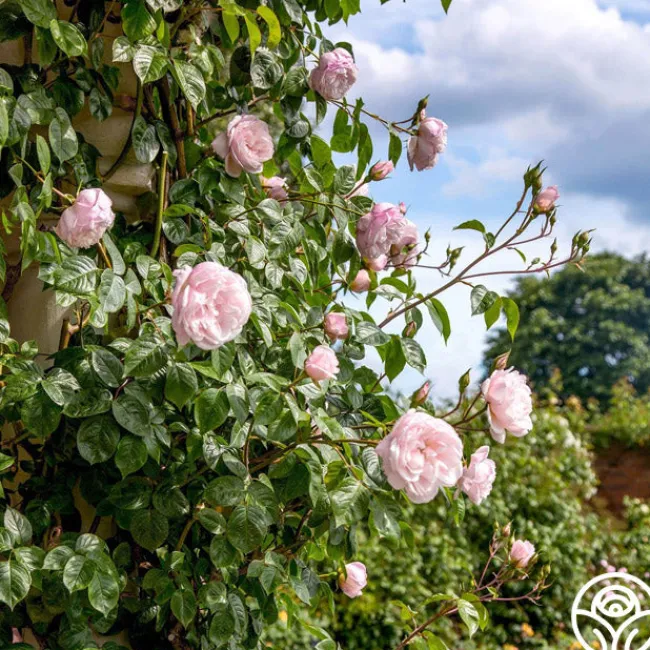 The Generous Gardener™>Heirloom Roses