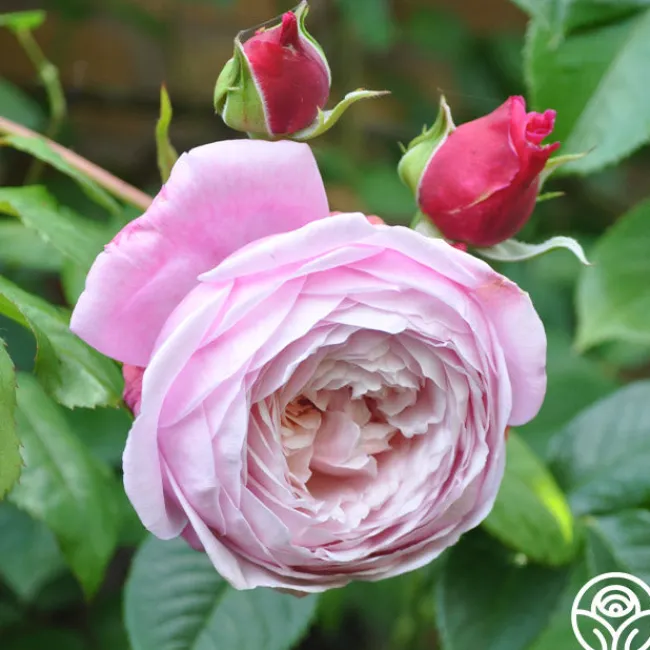 The Generous Gardener™>Heirloom Roses