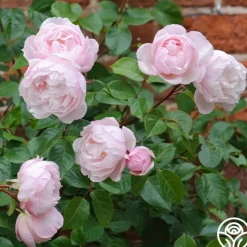 The Generous Gardener™><noscript><img width=