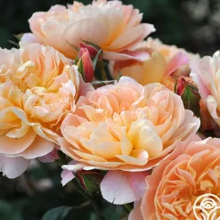 The Impressionist™><noscript><img width=