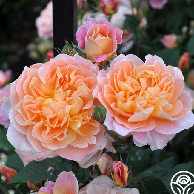 The Impressionist™>Heirloom Roses Outlet