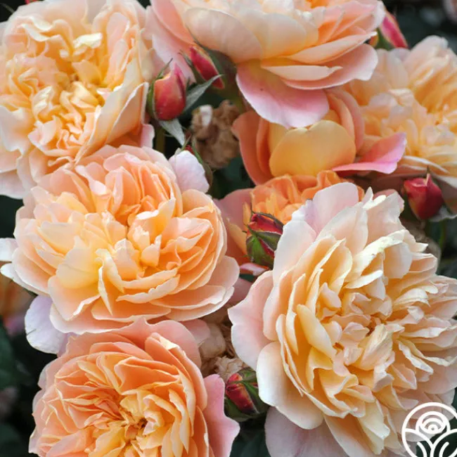 The Impressionist™>Heirloom Roses Outlet