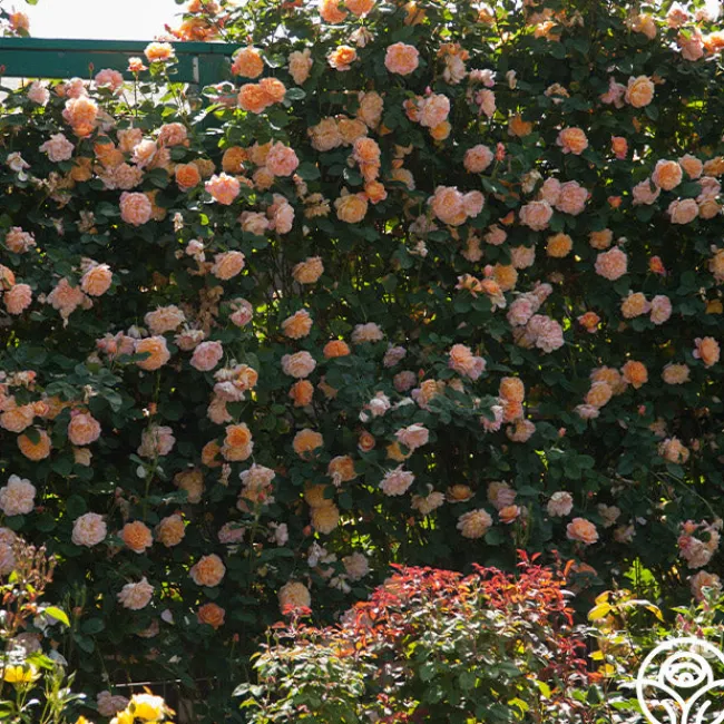 The Impressionist™>Heirloom Roses Outlet