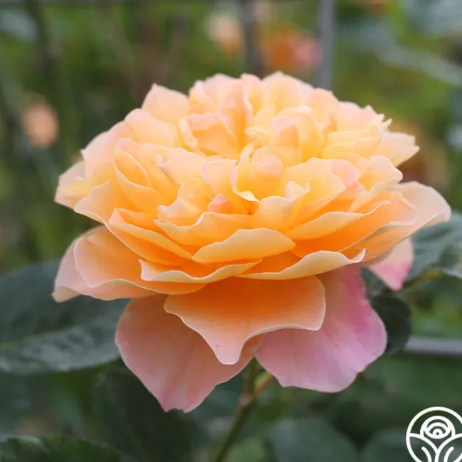 The Impressionist™>Heirloom Roses Outlet
