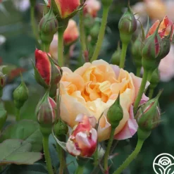 The Impressionist™><noscript><img width=