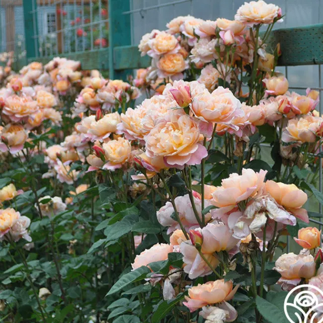 The Impressionist™>Heirloom Roses Outlet