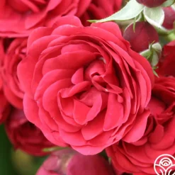 The King's Rubies™>Heirloom Roses Discount
