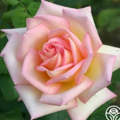 The Lady>Heirloom Roses Best