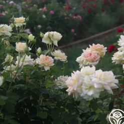 The Lady>Heirloom Roses Best