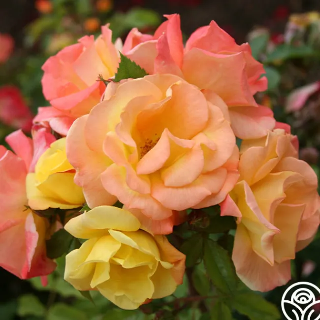 The Magician™>Heirloom Roses Sale