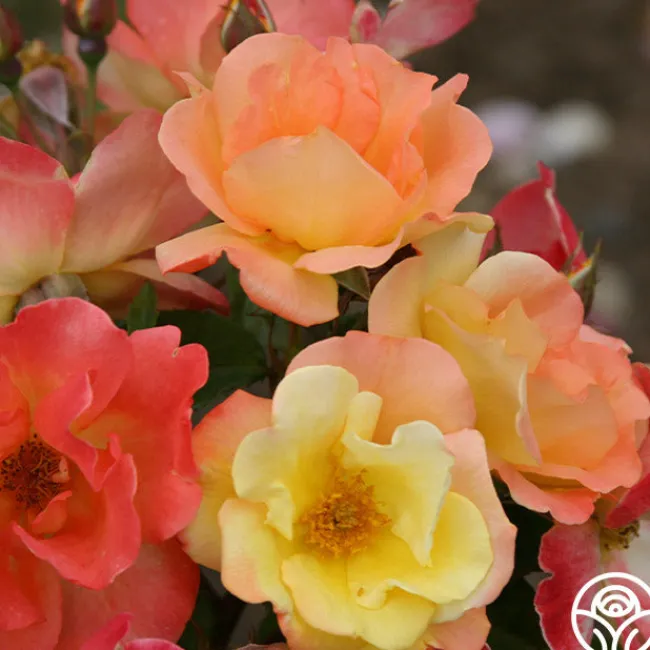 The Magician™>Heirloom Roses Sale