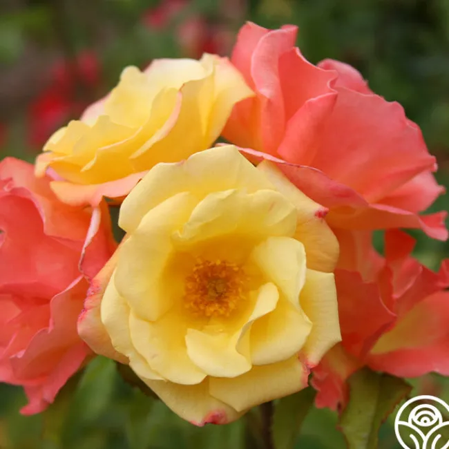 The Magician™>Heirloom Roses Sale