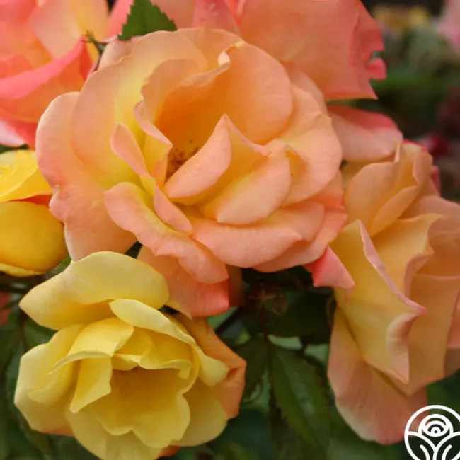 The Magician™>Heirloom Roses Sale