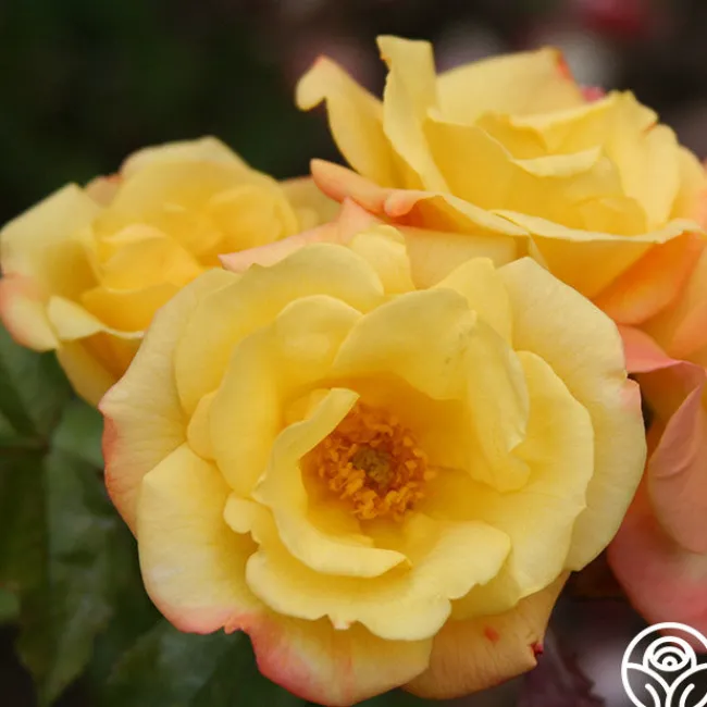 The Magician™>Heirloom Roses Sale