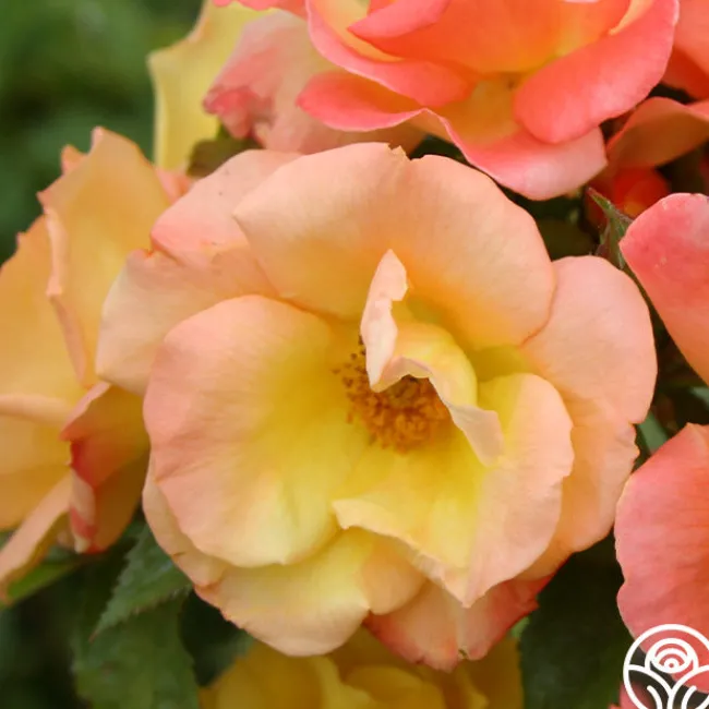 The Magician™>Heirloom Roses Sale