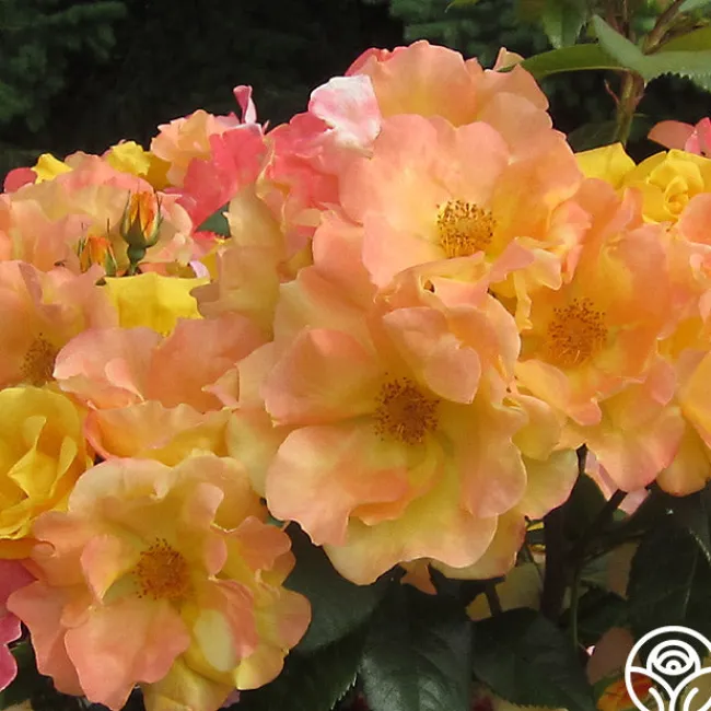 The Magician™>Heirloom Roses Sale