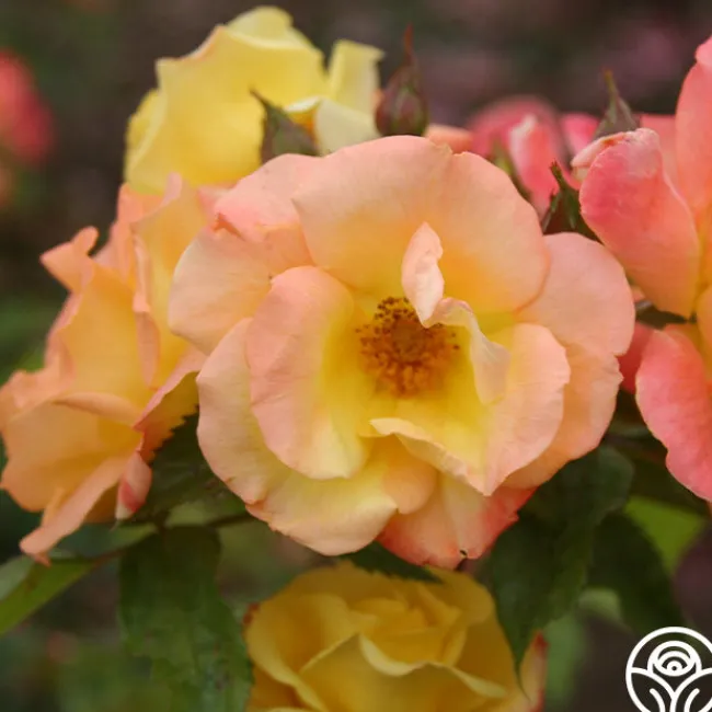 The Magician™>Heirloom Roses Sale