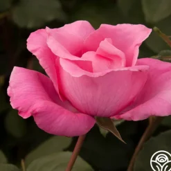 The McCartney Rose™>Heirloom Roses New