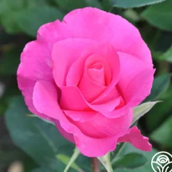 The McCartney Rose™><noscript><img width=